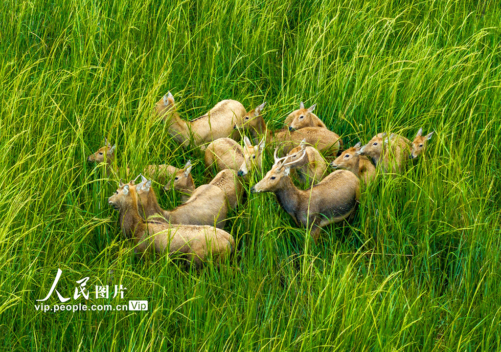江蘇鹽城:生態好 麋鹿歡【4】