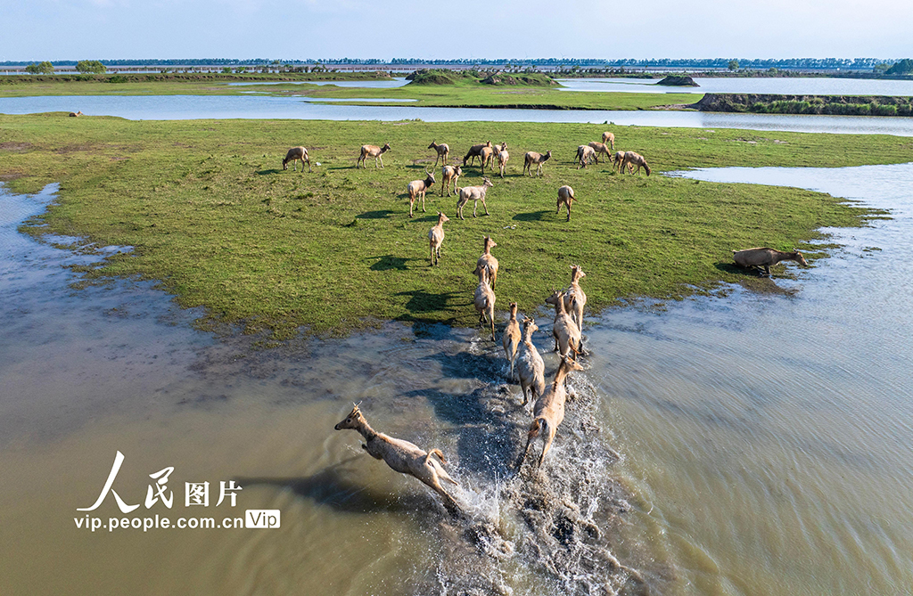 江蘇鹽城:生態好 麋鹿歡【5】