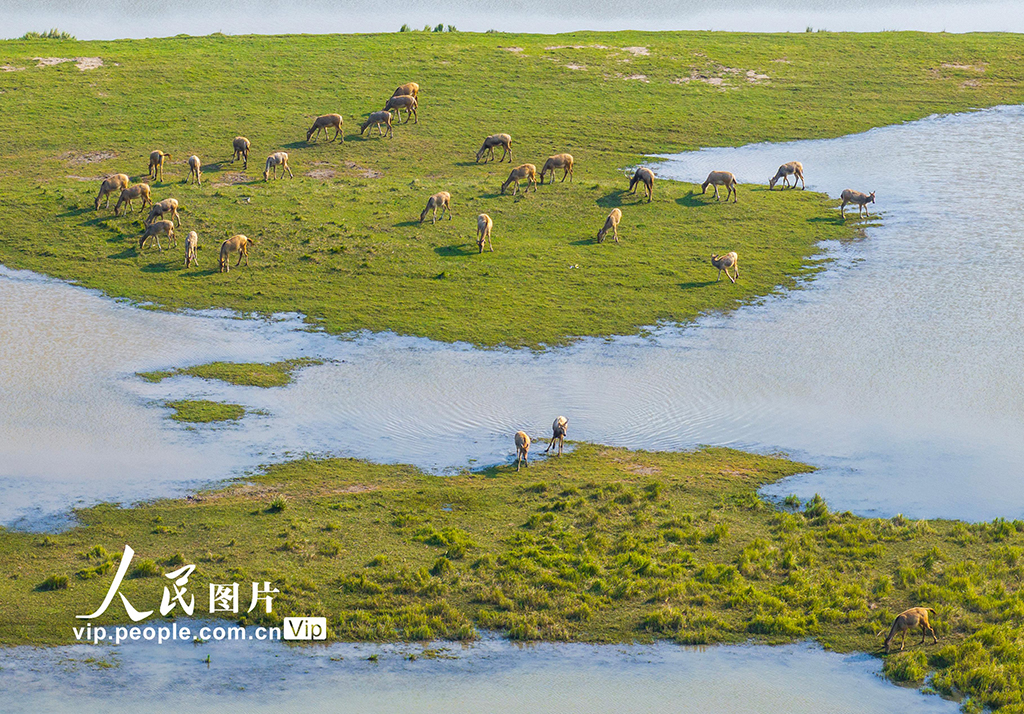 江蘇鹽城:生態好 麋鹿歡【6】