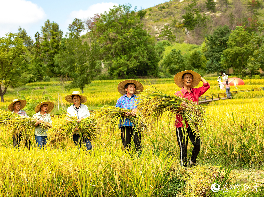 9月20日，湖北省武漢市黃陂區大余灣，廣袤的金色稻田隨風起伏，村民忙著秋收。人民網記者 郭婷婷攝