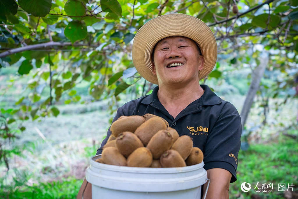 9月21日，貴州省貴陽市修文縣谷堡鎮平灘村的1.2萬畝獼猴桃進入采摘期，郁郁蔥蔥的藤蔓之中，累累的碩果墜滿了枝頭。藤蔓之下，村民們正加緊采摘，為今秋的豐收增添一絲甜蜜。人民網記者 涂敏攝