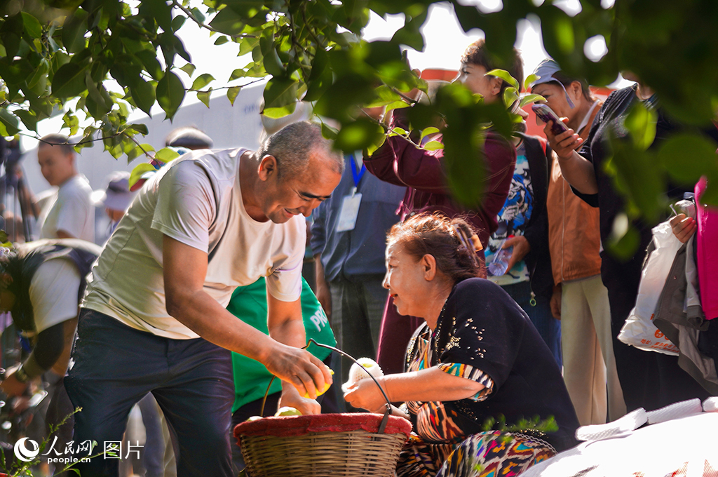 9月21日，“好品中國·香約梨城”農民豐日收節在新疆庫爾勒市阿瓦提鄉舉行。圖為果農采收庫爾勒香梨畫面 。人民網 李欣洋攝