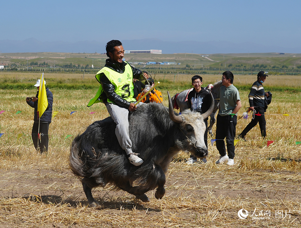 9月19日，青海省海北藏族自治州2025年農民豐收節暨優良畜種展示活動舉行。期間，賽馬、賽牦牛、賽駱駝、斗牦牛等傳統民族體育競賽活動，以農牧民喜聞樂見的形式呈現農牧業豐收的喜悅場景，既豐富了農牧民群眾的精神文化生活，又凝聚起鄉村合力。圖為賽牦牛。人民網記者 楊啟紅攝