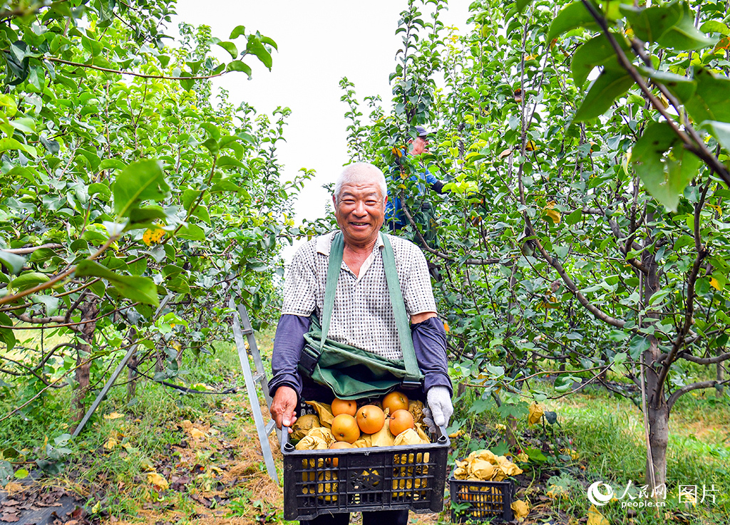 9月18日，正值秋月梨采收季，在雄安新區容城縣南張鎮，雄安高宇農業園的梨園喜獲豐收。雄安高宇農業園有1160畝生態果園，種植種類包涵瓜果梨桃等共計90余種，梨園共有255.8畝，種植了十余種梨。據了解，此處平均每年能夠帶動1100余名周邊老百姓就業，還曾帶動當地450余名殘疾人員就業創收，附近農村人口實現家門口就業。人民網記者 宋燁文攝