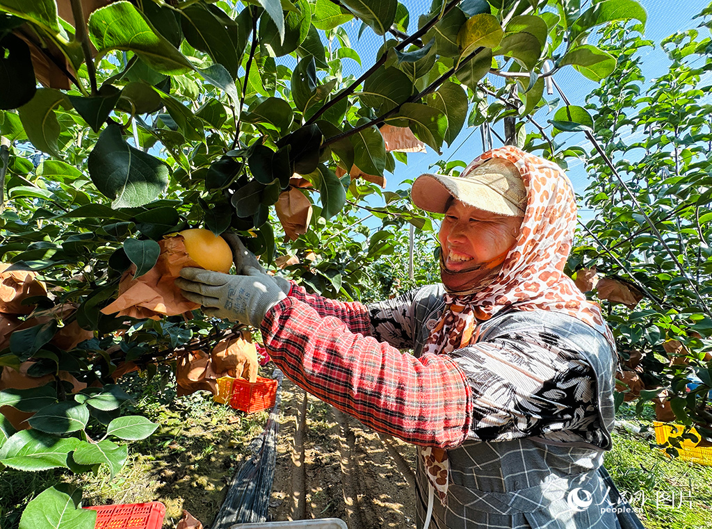 9月18日，山東省萊陽市沐浴店鎮安樂莊村的果農們正在梨園里采收成熟的秋月梨。人民網 喬姝攝