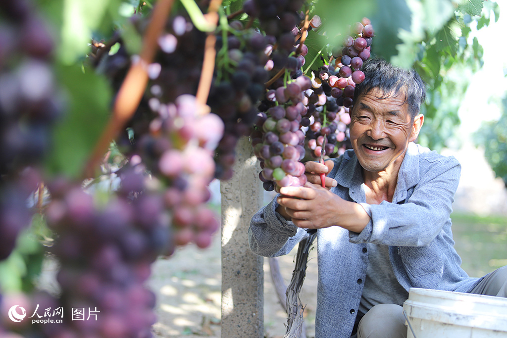 9月18日，甘肅省蘭州市青石灣村喜迎豐收，果農正在為即將上市的葡萄忙碌著。人民網記者 米媛攝