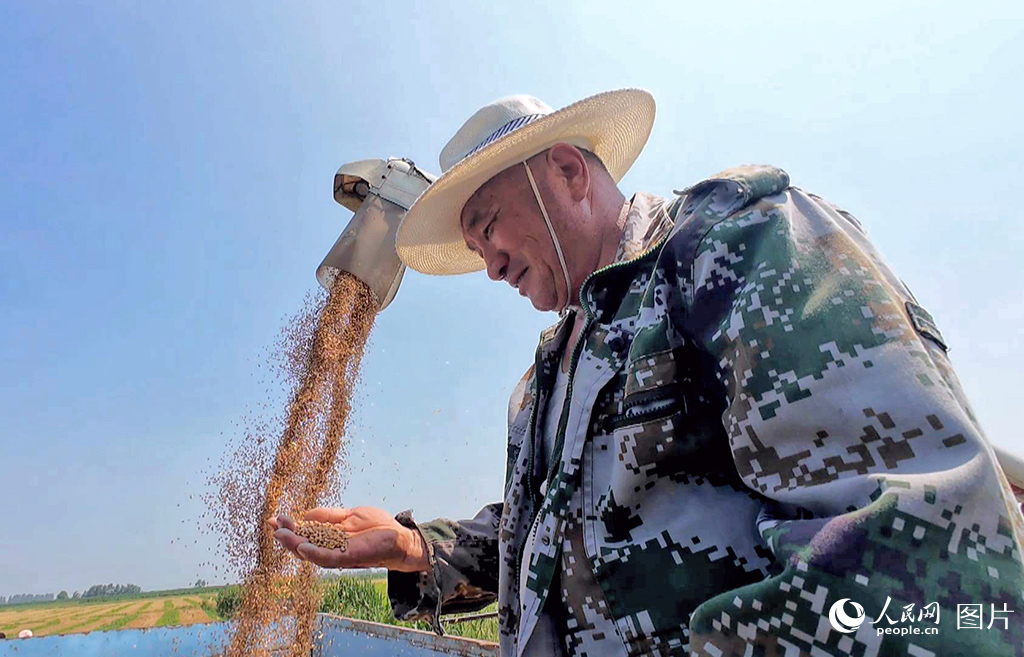 9月17日，寧夏銀川市賀蘭縣蘭豐村村民在收割小麥。人民網記者 閻夢婕攝