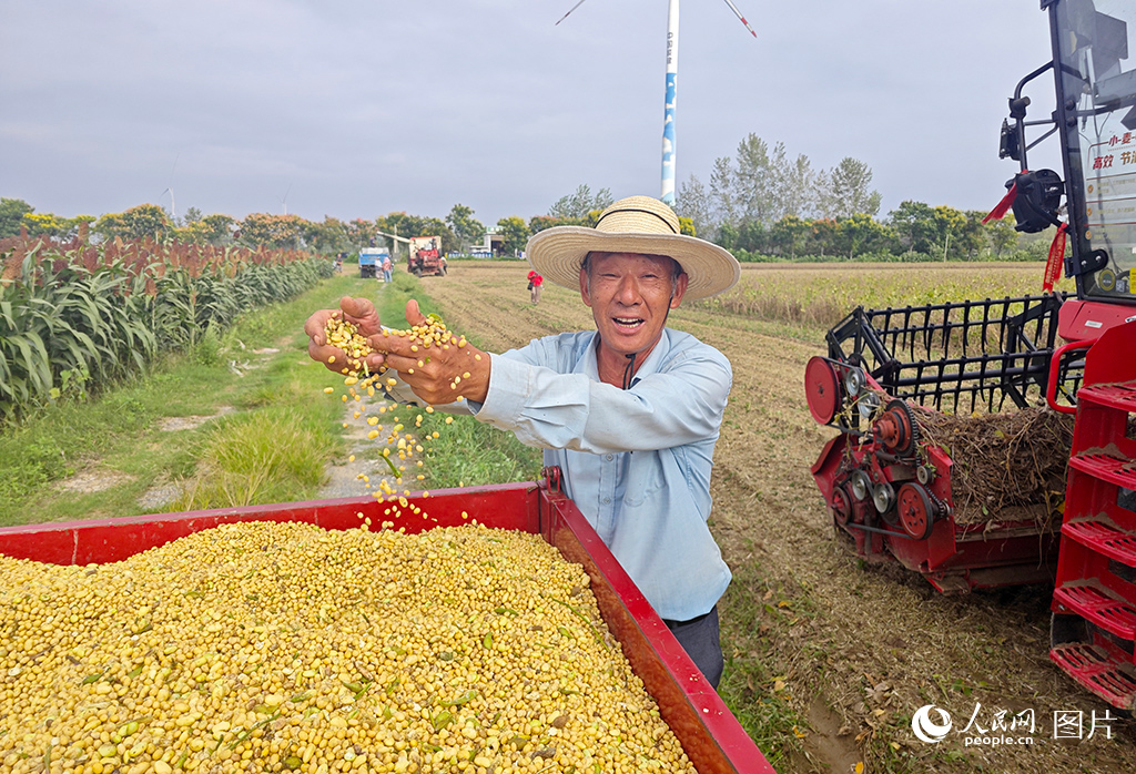 9月17日，湖北省天門市蔣場鎮蔣場村村民賀和平滿臉笑意地看著剛收獲的大豆。人民網記者 張雋攝