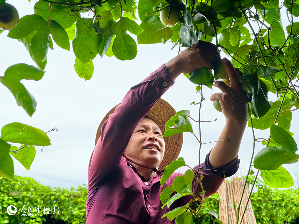 9月17日，海南省?？谑袞|山鎮，古紹劉正在采摘百香果。人民網 符澤民 攝