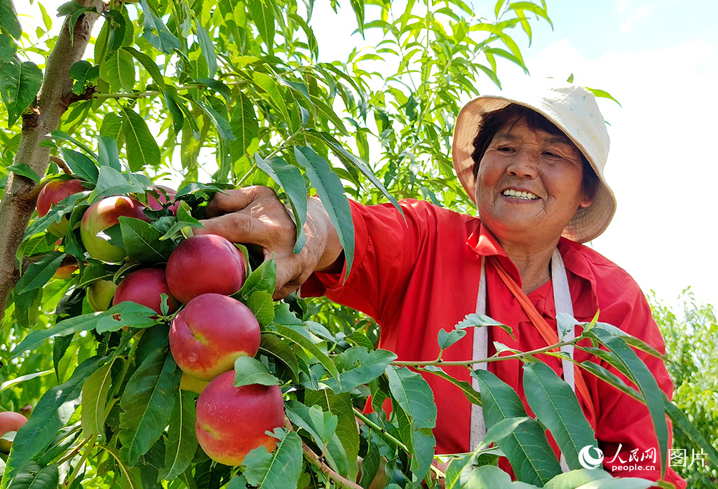 9月13日，河南省靈寶市故縣鎮馮家塬村村民正在采摘油桃。當地的千畝珍珠棗油桃今年喜獲豐收，產量300萬斤，產值可達680萬元。人民網記者 王玉興攝