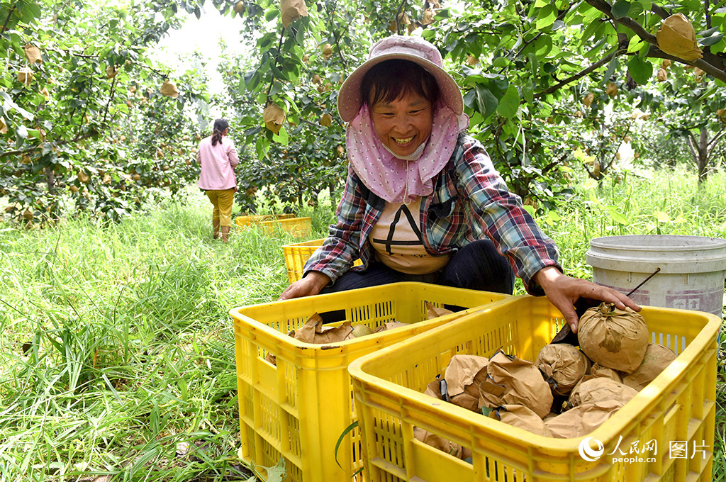 河北威縣梨農在梨園整理梨果。人民網記者 李兆民攝