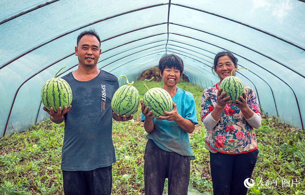 2025年7月，重慶市銅梁區虎峰鎮村民豐收西瓜。人民網 周振宇攝