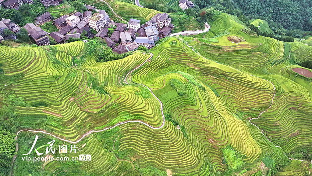 廣西桂林：龍脊梯田 “豐”景如畫【4】
