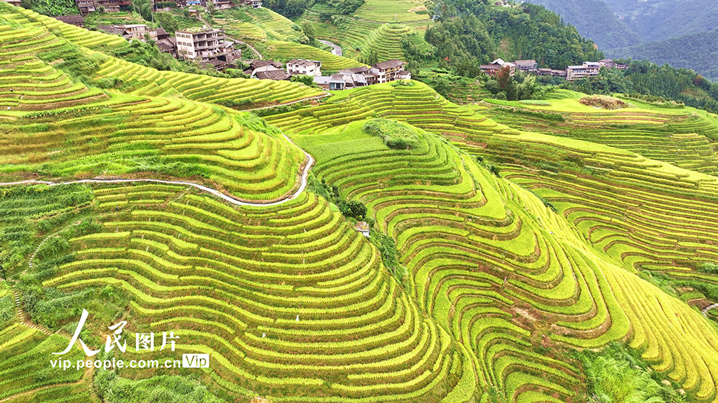 廣西桂林：龍脊梯田 “豐”景如畫【3】