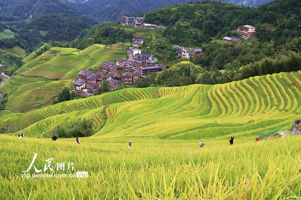 廣西桂林：龍脊梯田 “豐”景如畫【2】