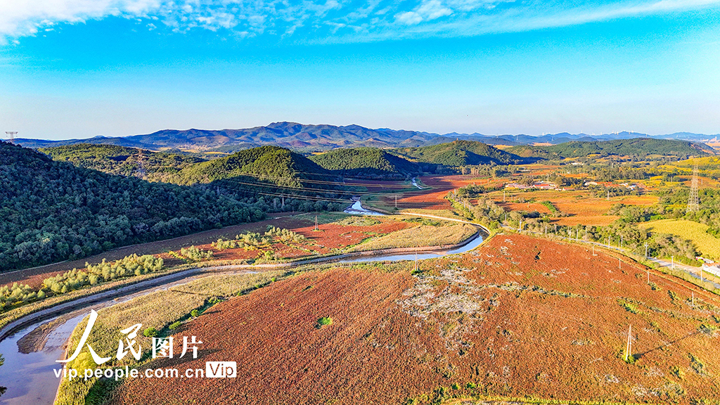 遼寧沈陽:高粱豐收在望【2】