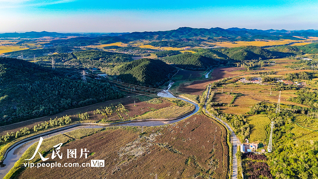 遼寧沈陽:高粱豐收在望【3】