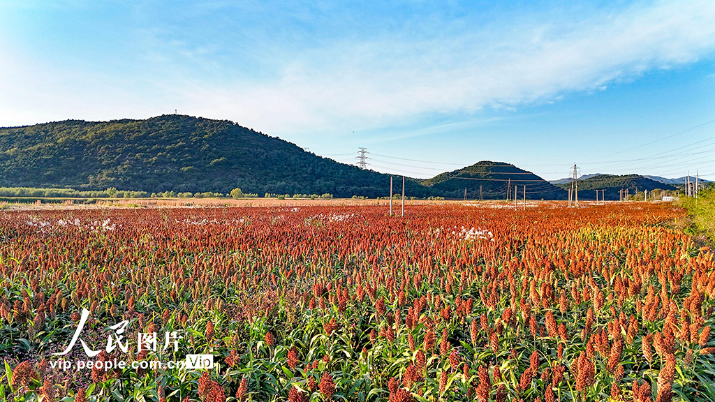 遼寧沈陽:高粱豐收在望【4】