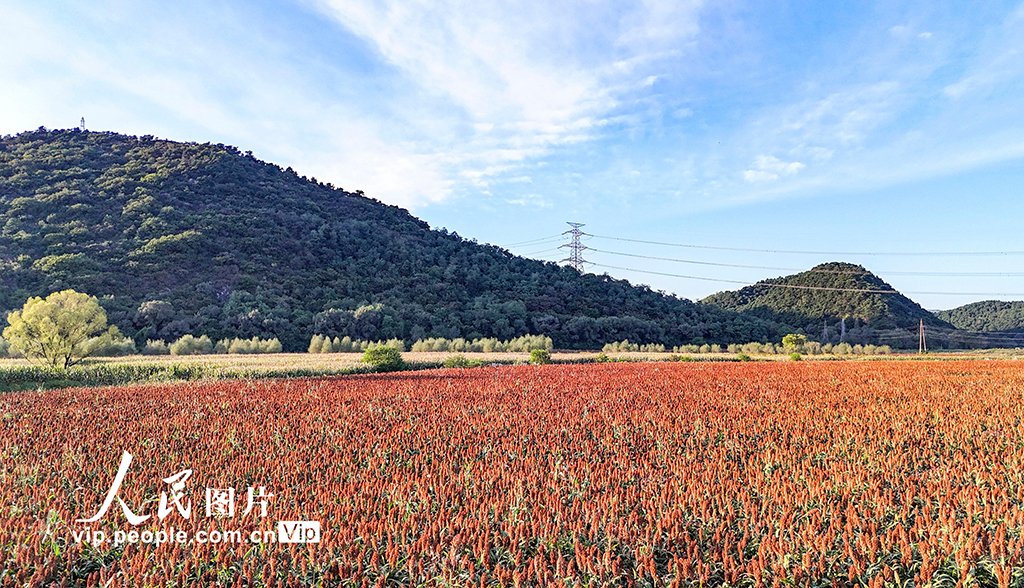 遼寧沈陽:高粱豐收在望【5】