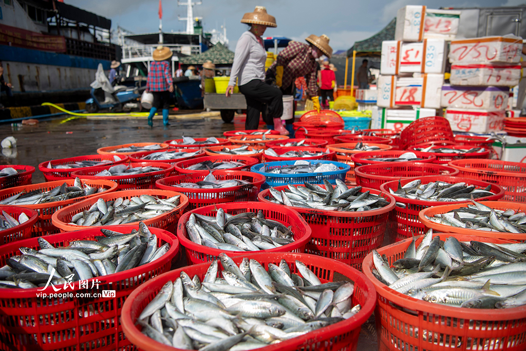 海南瓊海:南海歸來魚滿艙【2】