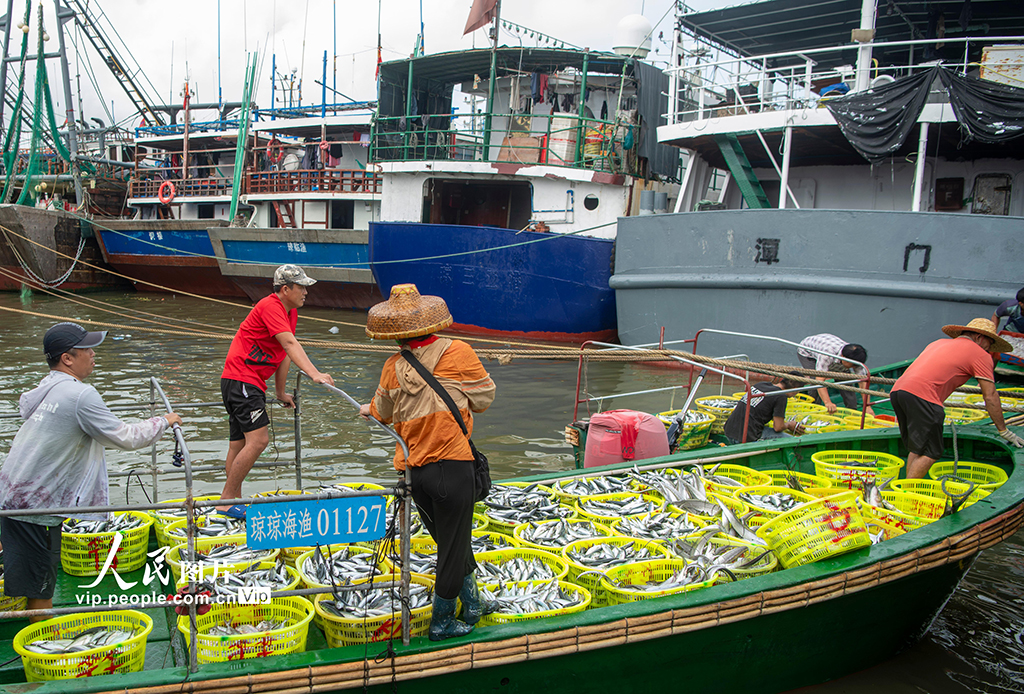 海南瓊海：南海歸來魚滿艙