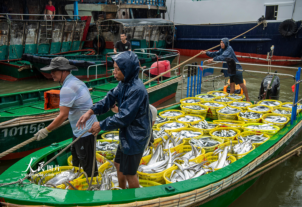 海南瓊海:南海歸來魚滿艙【5】