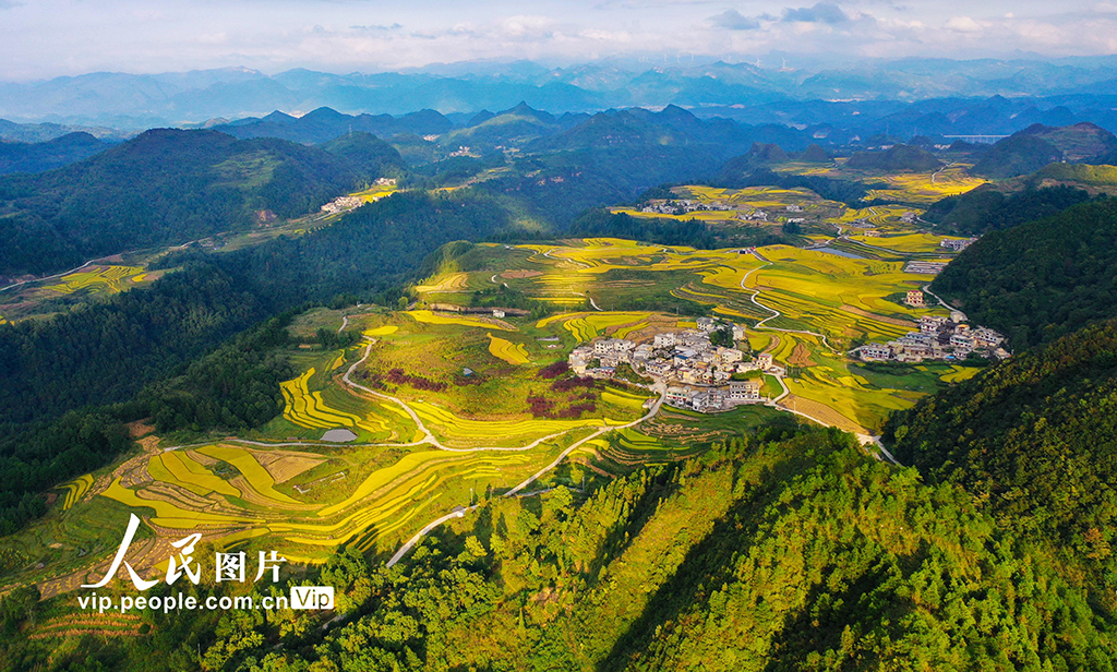 貴州龍里:梯田“鎏金” 【4】