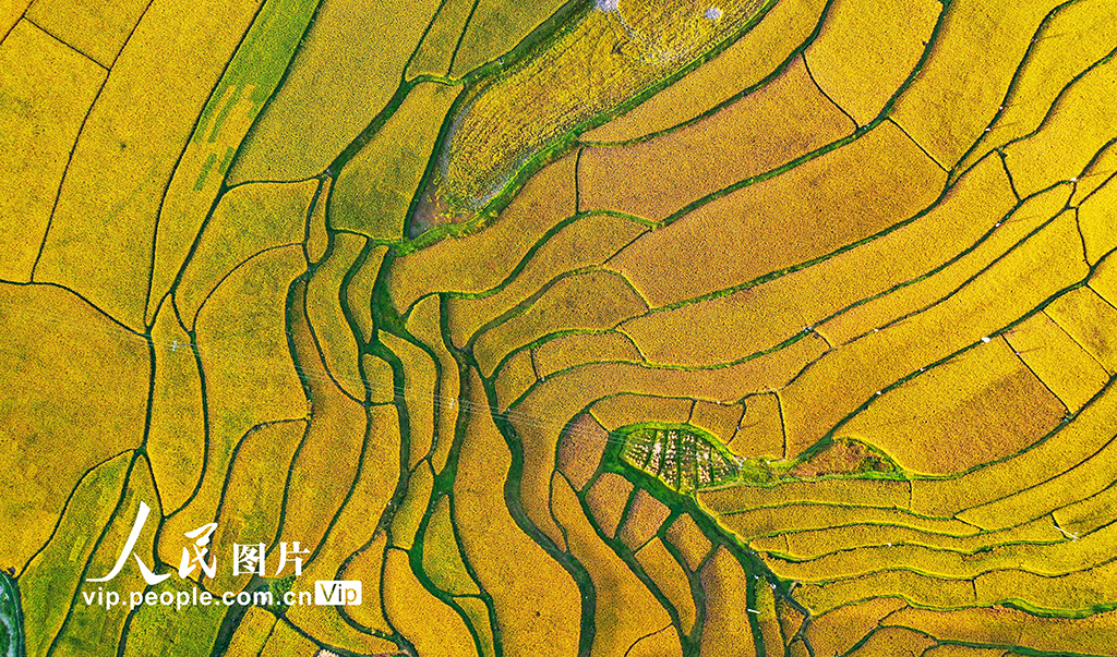貴州龍里:梯田“鎏金” 【5】