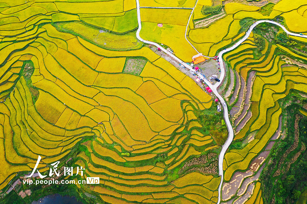 貴州龍里:梯田“鎏金” 【6】