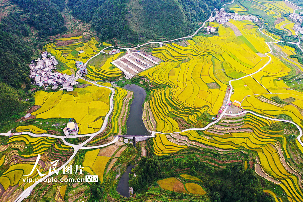 貴州龍里:梯田“鎏金” 【7】