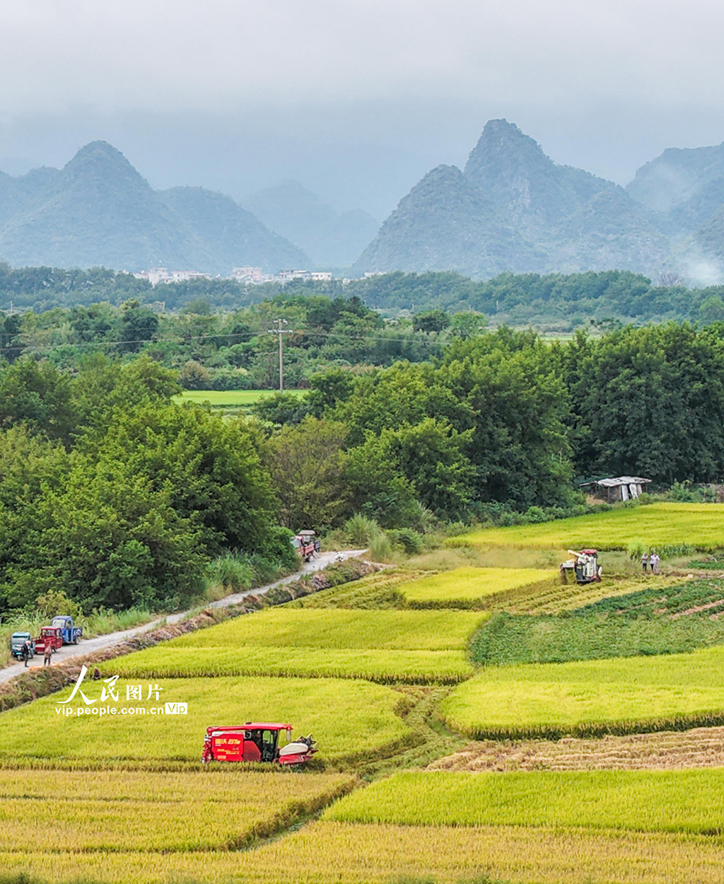 湖南道縣：秋收忙【4】