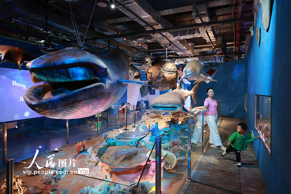 2025年9月7日，小朋友在家長的陪同下觀看《大鯨家族》展品。展館內，作為廈門科技館2025年度特展，《大鯨家族》展覽為觀眾開啟一場沉浸式深海探秘之旅，在“海洋”中探尋大鯨的奧秘。其中，現場展出的體長超10米的成年角島鯨標本，作為本次展覽的核心亮點之一，是全球首次公開亮相的珍貴展品。豐曉飛攝（人民圖片網）