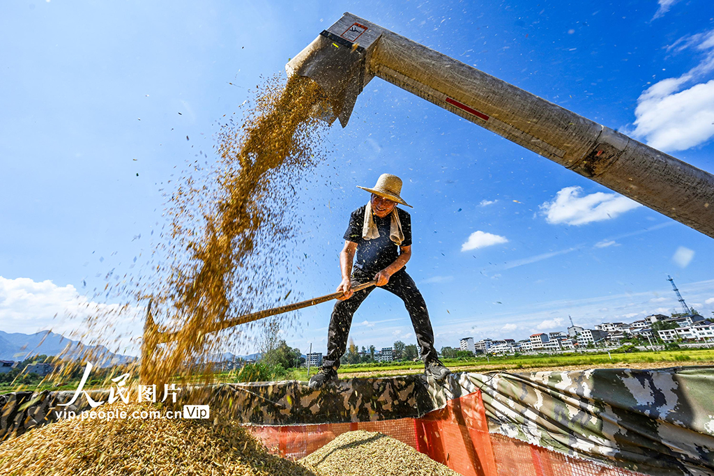 湖北英山:秋分時節好“豐”景【6】