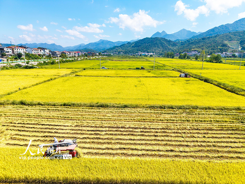 湖北英山:秋分時節好“豐”景【3】