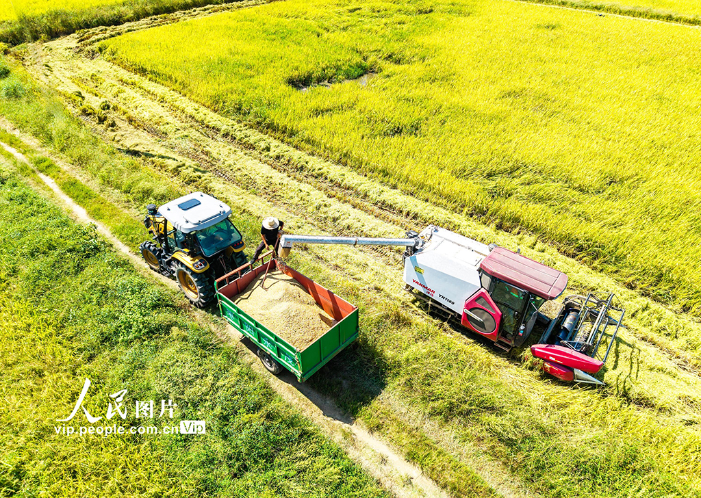 湖北英山：秋分時節好“豐”景【2】