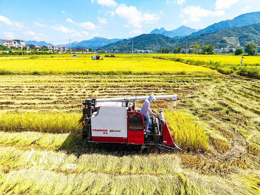 湖北英山：秋分時節好“豐”景【5】