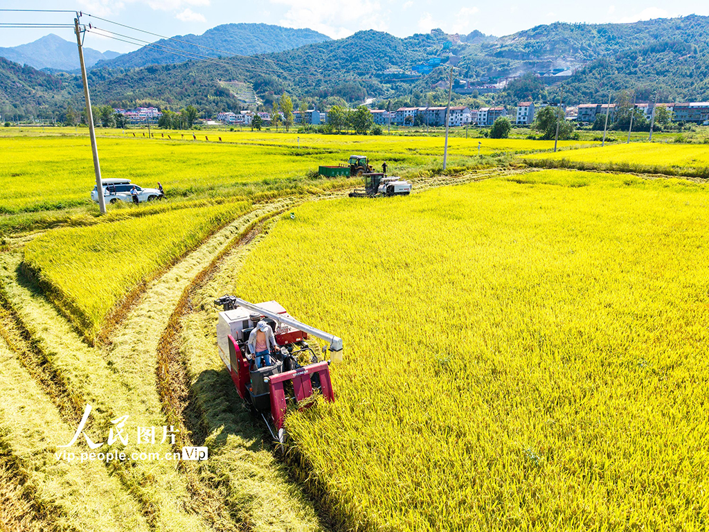 湖北英山：秋分時節好“豐”景【4】