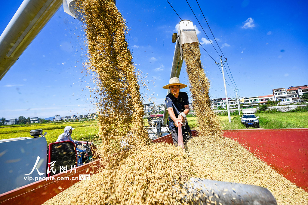 湖北英山:秋分時節好“豐”景【7】