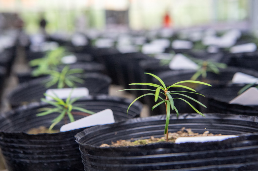 這是9月22日拍攝的人工繁育的銀杉幼苗。