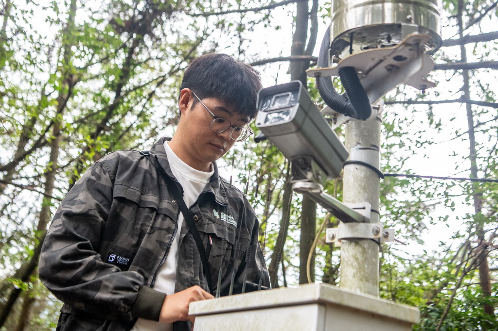 9月22日，在銀杉群落監測樣地，工作人員李新在檢查調試監測系統。