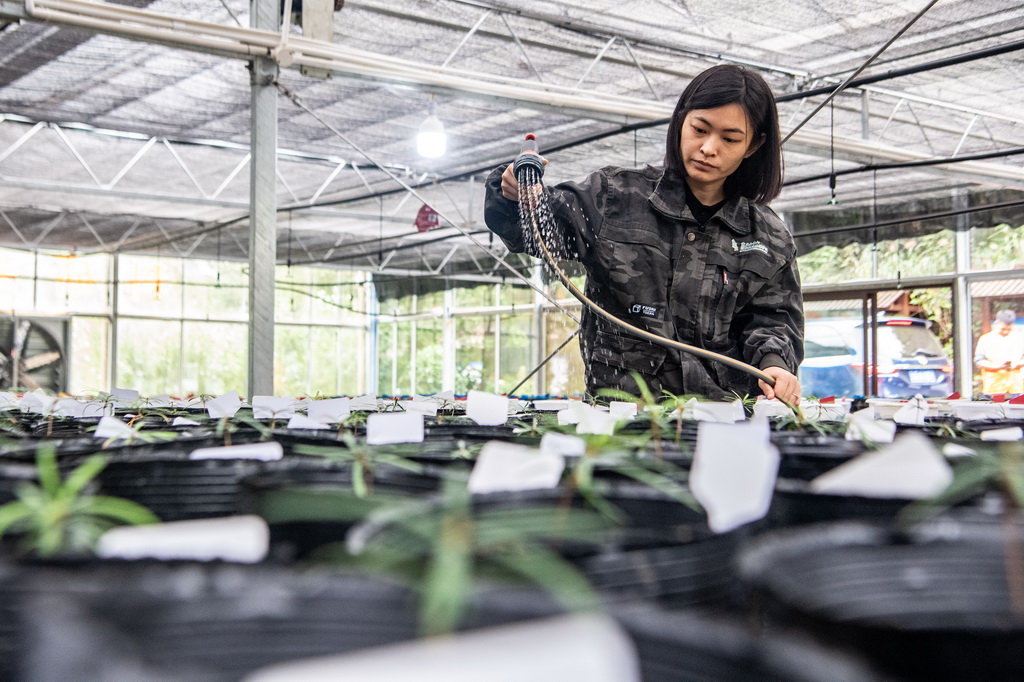 9月22日，在金佛山珍稀植物園，工作人員王泳鰻在為人工繁育的銀杉幼苗澆水。