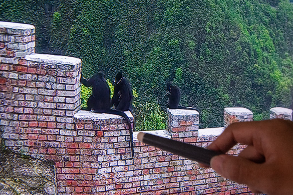 9月23日，在重慶金佛山國家級自然保護區管理事務中心，工作人員李新在通過遠程視頻監控觀測黑葉猴的重點活動區域。