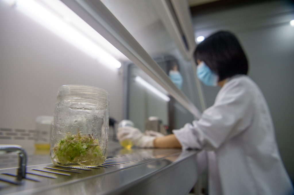 9月23日，在重慶金佛山國家級自然保護區管理事務中心，工作人員韋冠吾在實驗室進行植物繁育實驗。