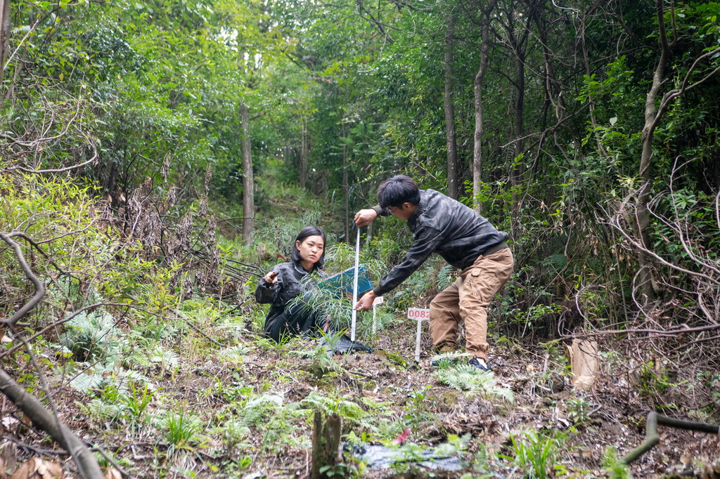 9月22日，在銀杉幼苗野外回歸地，李新（右）、王泳鰻在測量記錄銀杉幼苗生長情況。