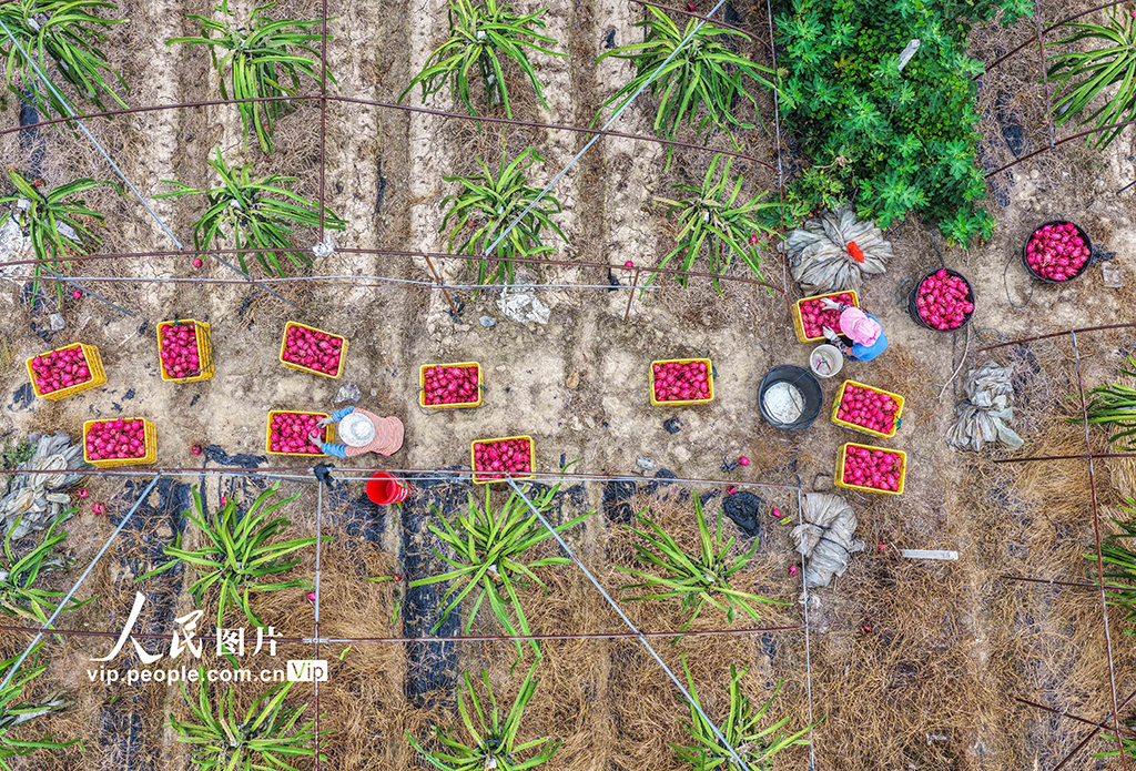 湖南道縣：特色種植助農增收【2】