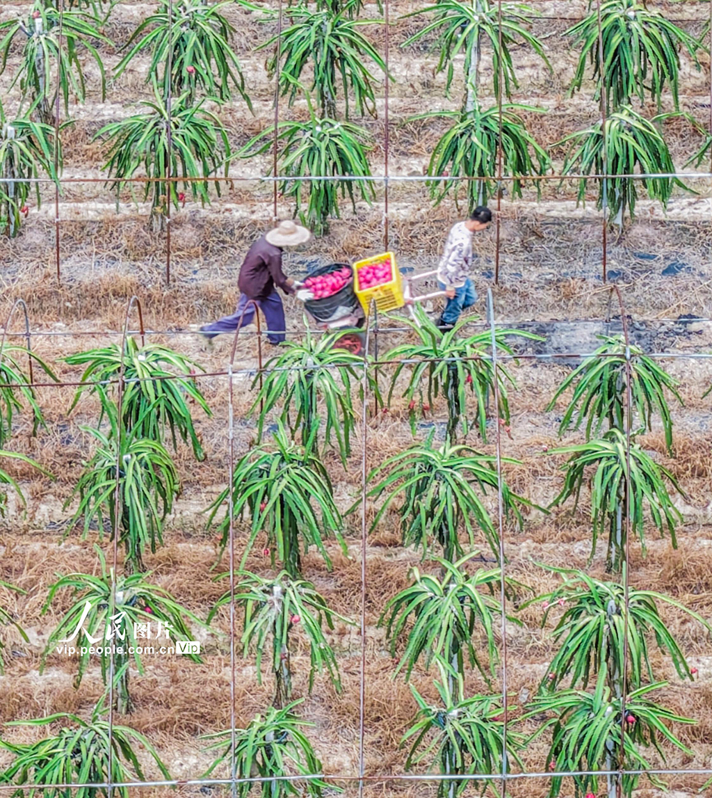 湖南道縣：特色種植助農增收【4】