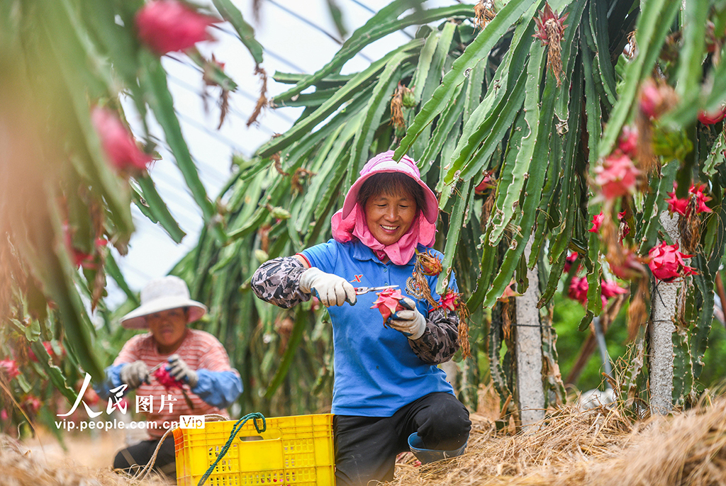 湖南道縣：特色種植助農增收【5】