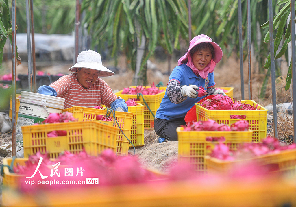 湖南道縣：特色種植助農增收【7】