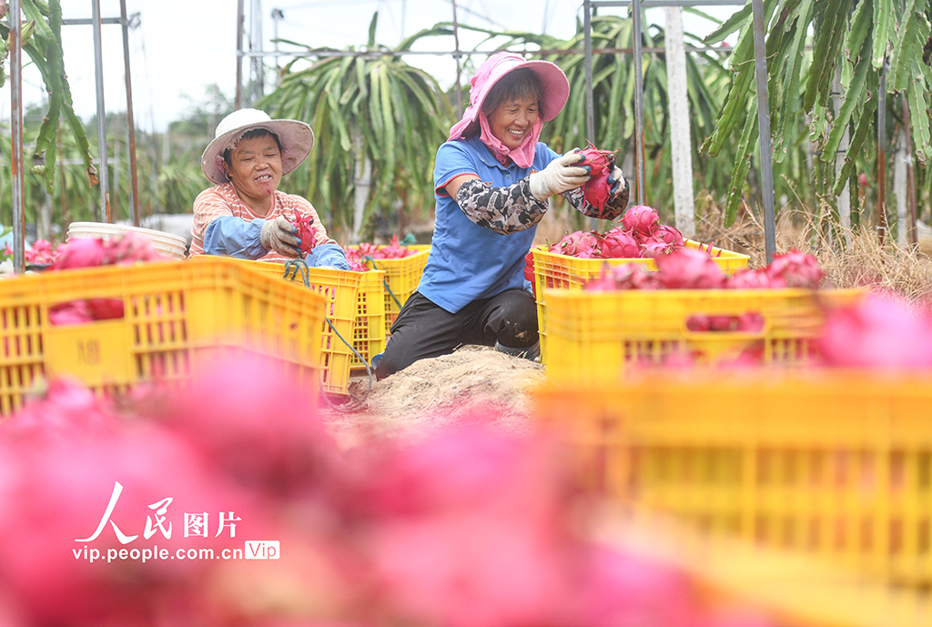 湖南道縣：特色種植助農增收【8】