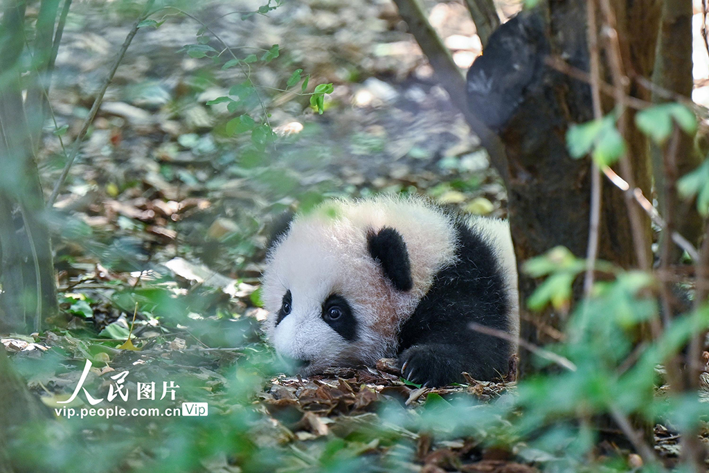 四川成都:2025新生大熊貓憨態可掬【4】